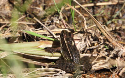 Resiliencia Hídrica y Biodiversidad: El Caso de los Anfibios en los Llanos de Ojuelos
