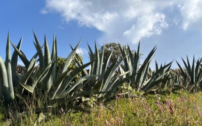 Plantas del semidesierto mexicano: una solución basada en la naturaleza como barreras vivas cortafuego